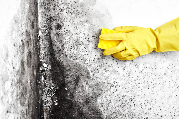 Best Mold Cleaning Services  in St Marys, OH