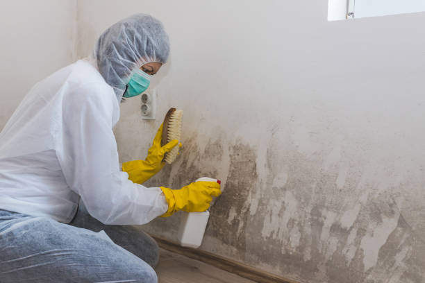 Best Mold Removal Company Near Me  in St Marys, OH