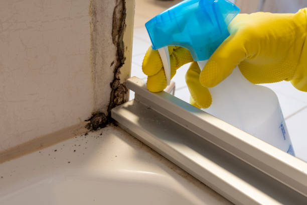 Best Best Mold Removal Companies  in St Marys, OH