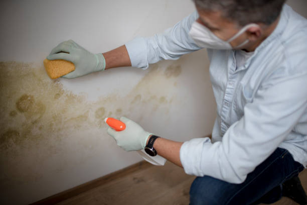 Best Toxic Mold Removal  in St Marys, OH