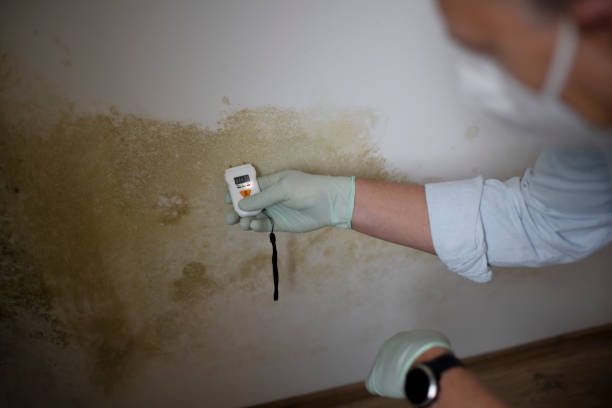 Best Local Mold Removal Service  in St Marys, OH