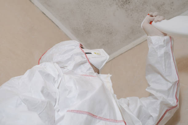 Best Residential Mold Removal  in St Marys, OH