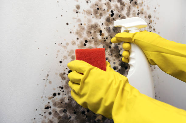 Office Mold Removal Services in St Marys, OH