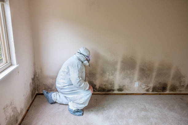 Best Black Mold Removal  in St Marys, OH