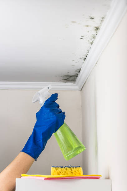 Best Certified Mold Removal  in St Marys, OH
